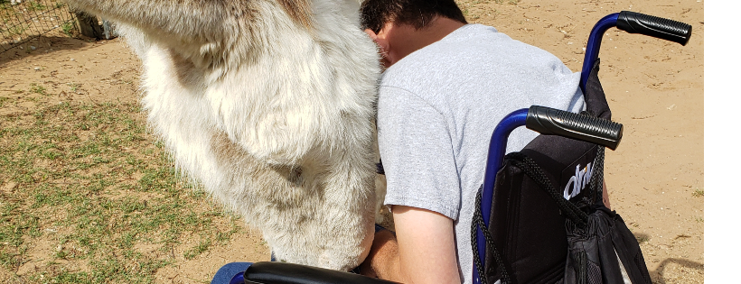 Loving Long Ears Donkey Therapy & Sanctuary, Inc