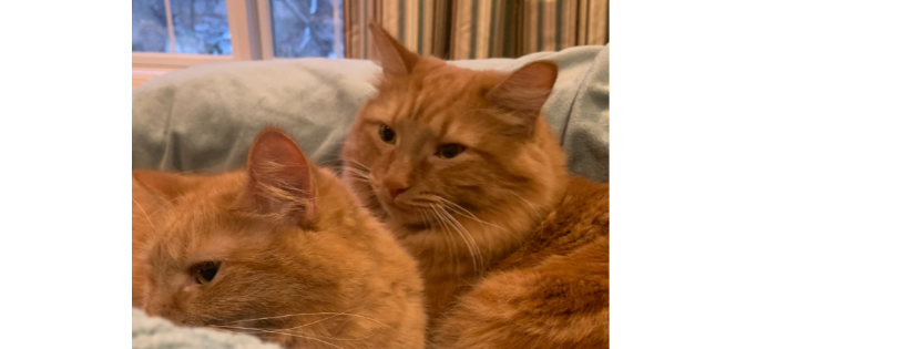 Humane Society of Livingston County