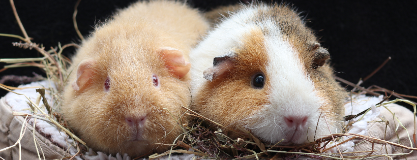 Auckland Cavy Care Rescue