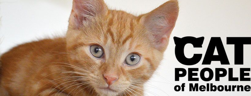 Cat People of Melbourne