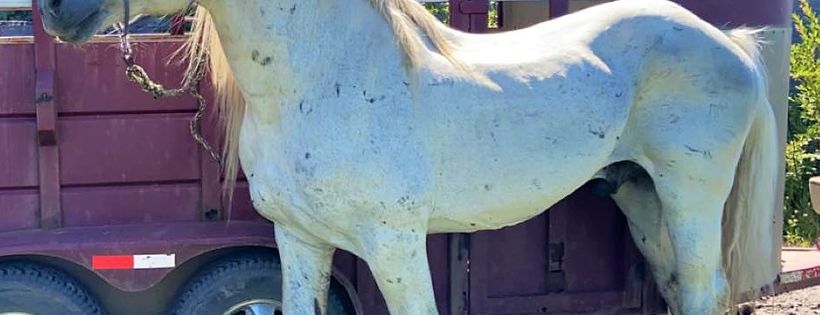 Appaloosa Allies Foundation