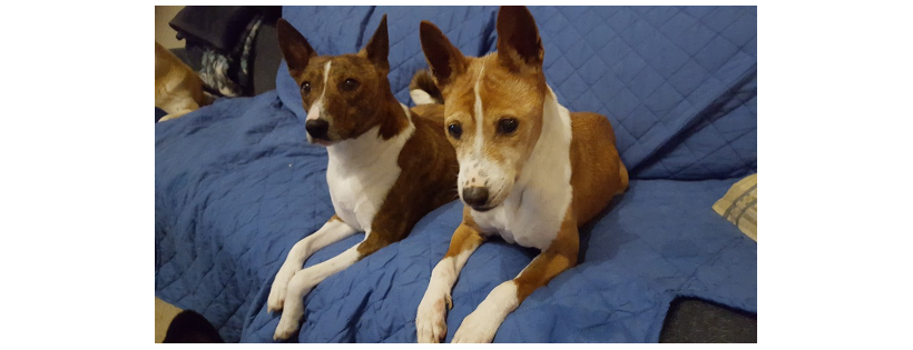 Americas Basenji & Shiba Inu Rescue