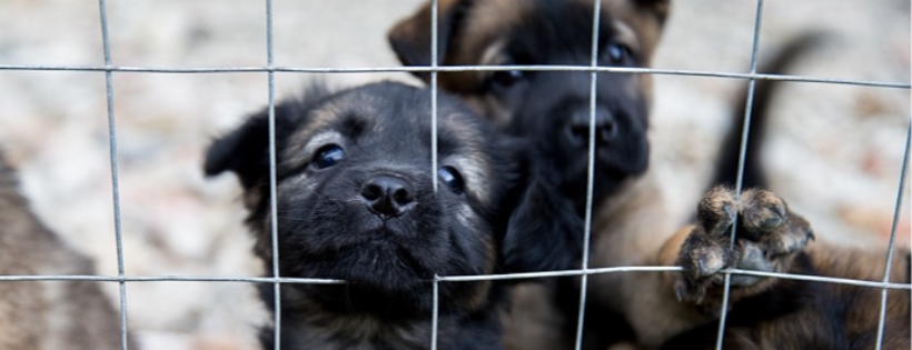 Animal Welfare Investigations Project
