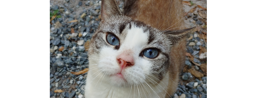 Christys Kitties Rescue and Sanctuary Inc