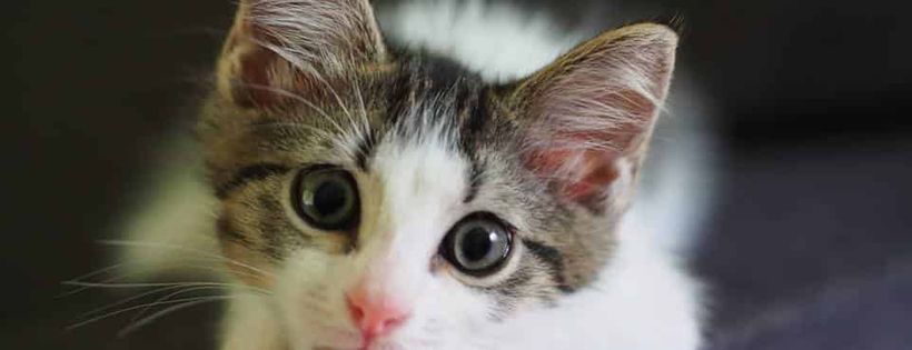 Cat Cuddle Cafe Brisbane