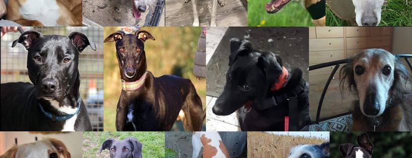 Hounds First Sighthound rescue