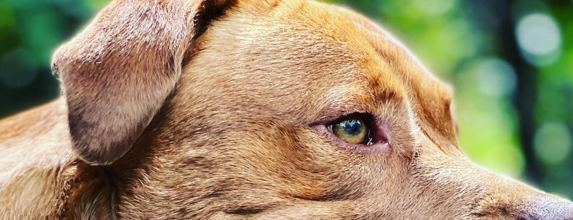 Furgiven Animal Sanctuary