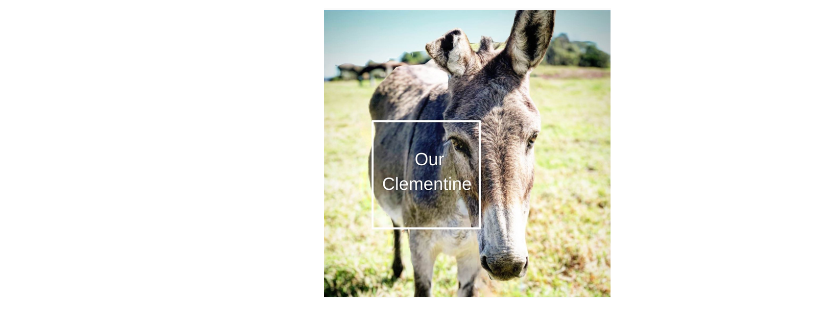 Karoo Donkey Sanctuary