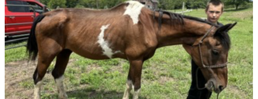 MJM Horse Rescue