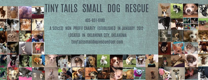Tiny Tails Small Dog Rescue