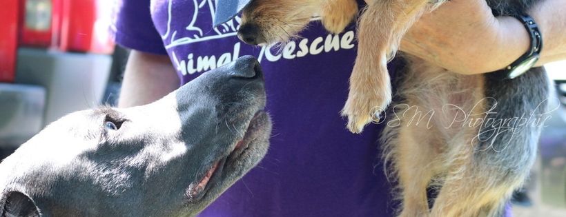 Chatham Kent Animal Rescue