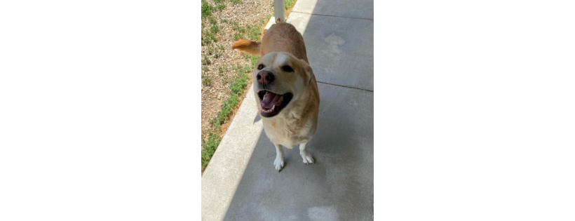 St. Francis Animal Shelter