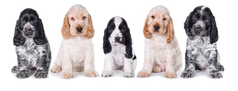 Spaniel Aid