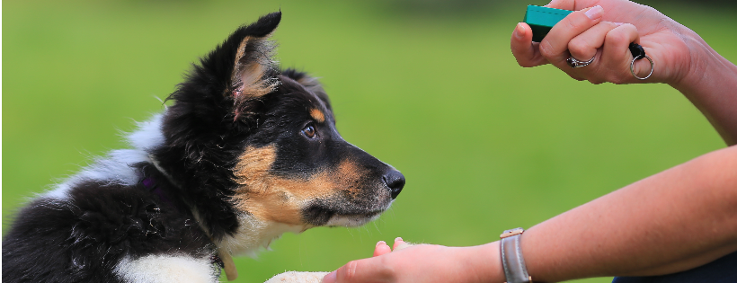Companion Animals New Zealand