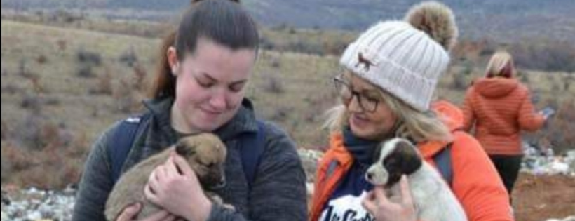 Doggy Dens Uk rescue