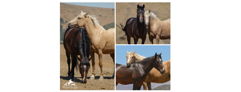 Return to Freedom Wild Horse Conservation