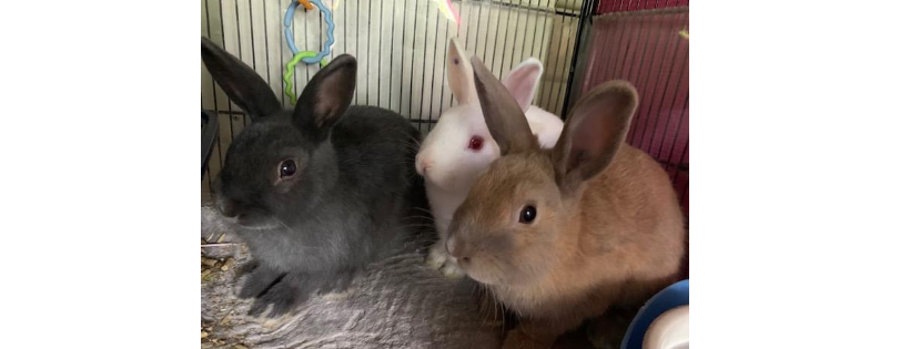The Bluey and Alice Bunny Refuge Inc