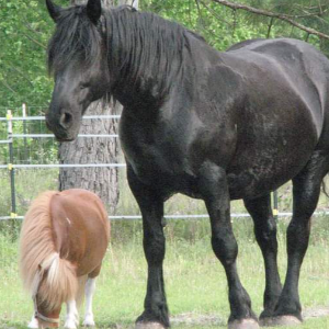 Star Canine and Equine Rescue INC.