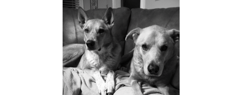 DEGA Mobile Veterinary Care