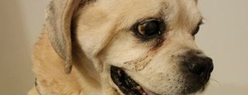 Amsterdog Rescue