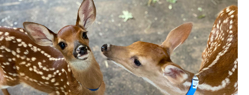 Little Ponderosa Zoo and Rescue, Inc