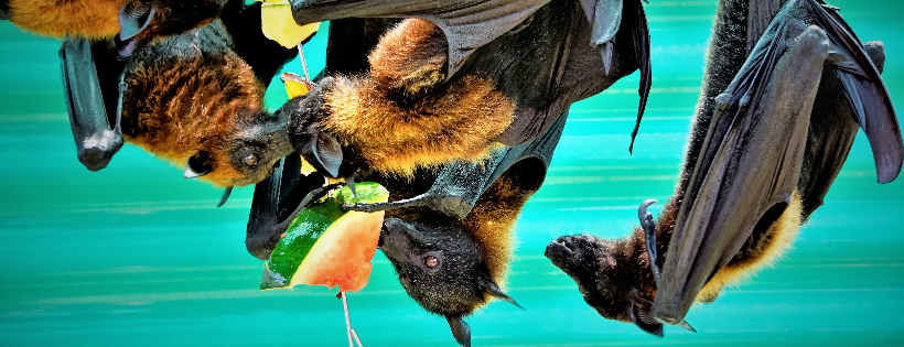 Lubee Bat Conservancy