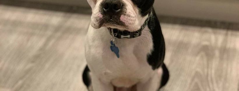 Uk Boston Terrier Rescue