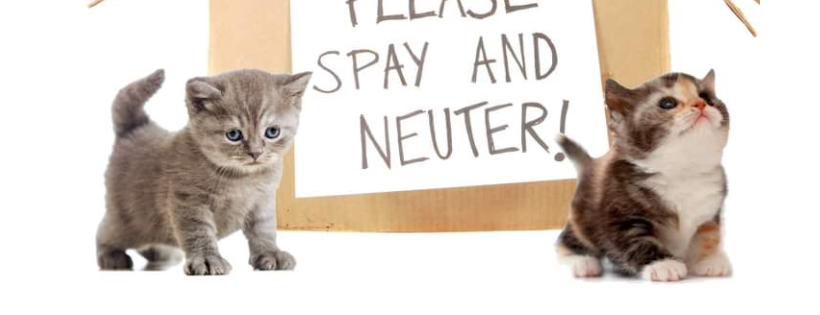Mountaineer Animal Shelter