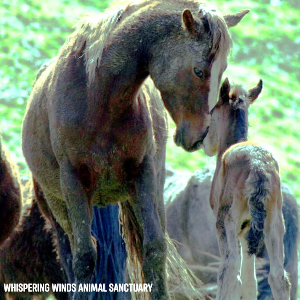 Whispering Winds Equine Rescue Logo
