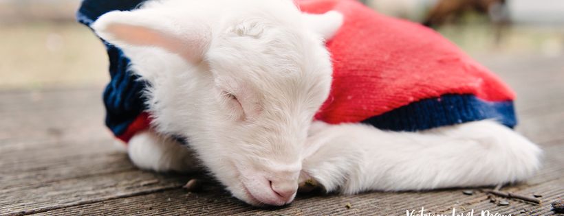 Victorian Lamb Rescue