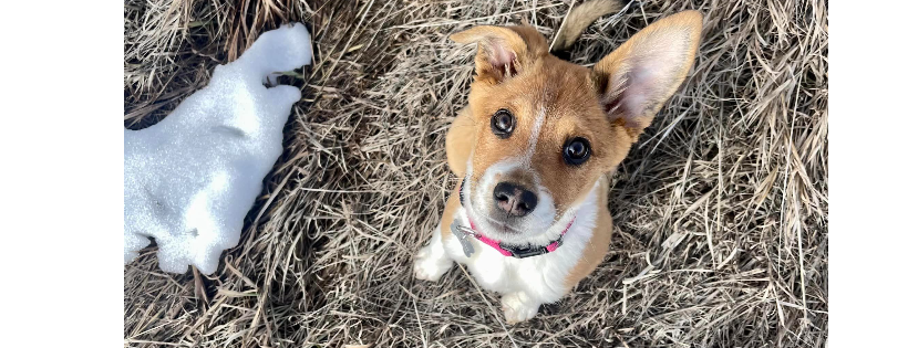 Do Over Dogs A Second Chance At Life