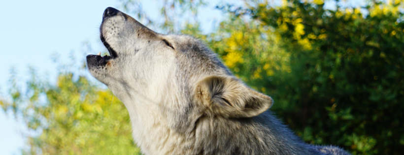 Wolf Sanctuary of PA, Inc.