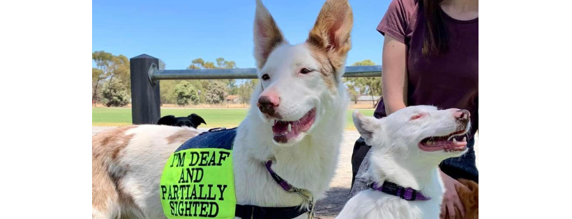 Jenny's Angels Dog Rescue - Faith, Hope & Charity