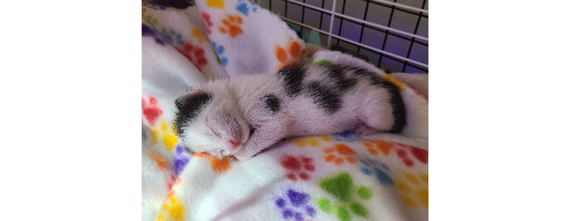 Kittie Corral