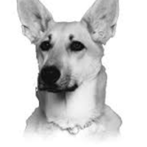 Winnipeg Pet Rescue Shelter Logo