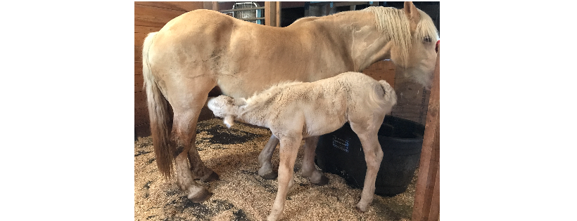 MerEquus Equine Rescue & Sanctuary