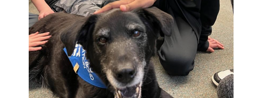 New England Human Animal Bond Foundation