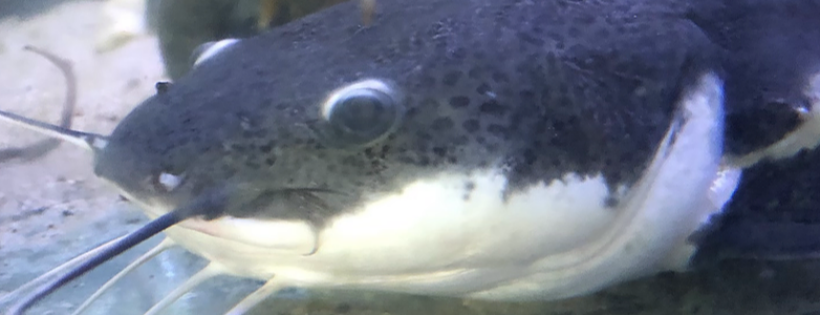 J&R Aquatic Animal Rescue