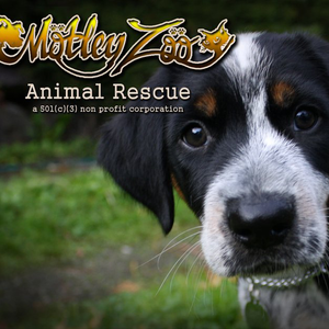 Motley Zoo Animal Rescue