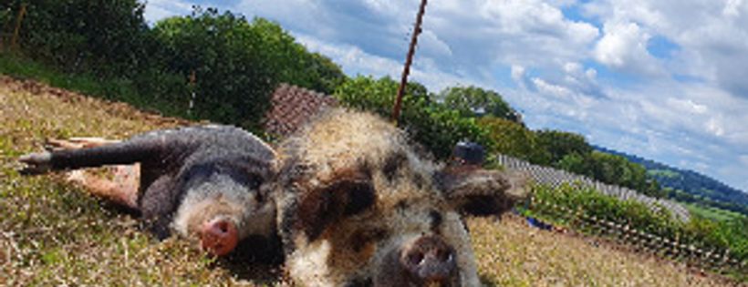 Ferne Animal Sanctuary