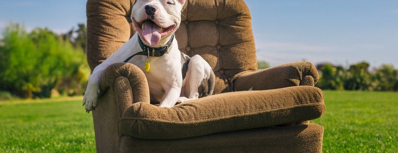 Christchurch Bull Breed Rescue