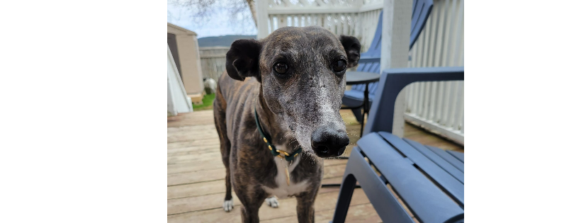 Greyhound Pets of Newfoundland