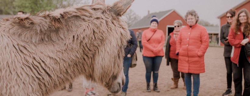 SASHA Farm Animal Sanctuary 