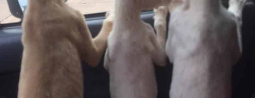 Darwin Animal Rescue Group Incorporated