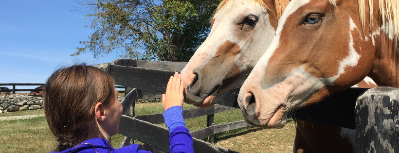 Red Horse Rescue