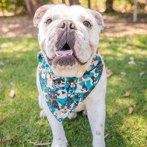 Deaf Dogs Rescue Australia
