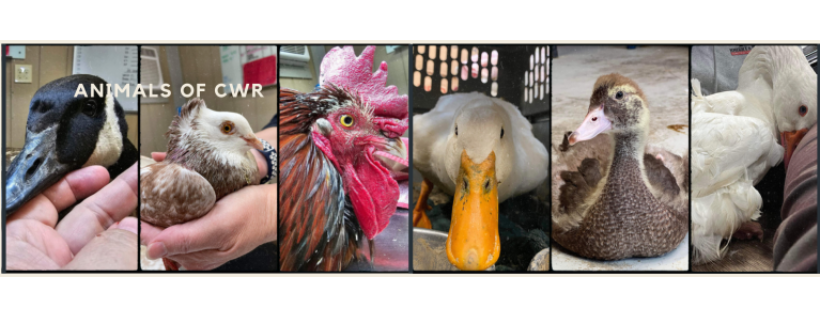 Carolina Waterfowl Rescue