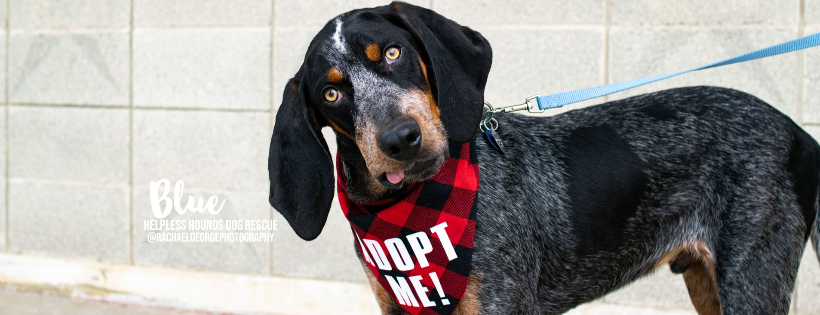 Helpless Hounds Dog Rescue