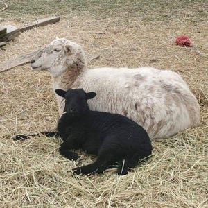 Kamp Kiki Animal Sanctuary Logo