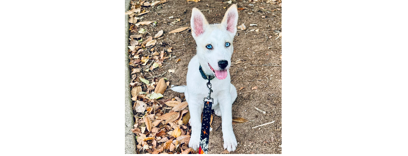 MUSH Siberian Husky Rescue